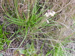 Tulbaghia leucantha