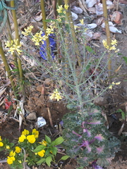 Brassica oleracea acephala