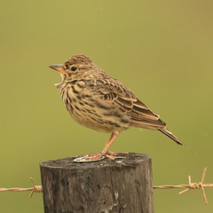 Galerida magnirostris