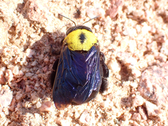 Xylocopa pubescens