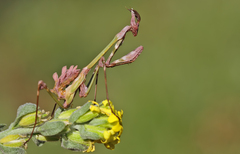 Empusa fasciata