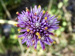 Gomphrena pulchella