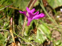 Primula minima