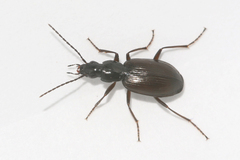 Agonum thoreyi