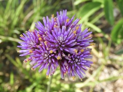 Gomphrena pulchella