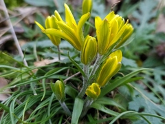 Gagea bohemica