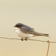 Hirundo dimidiata