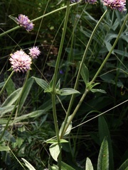 Gomphrena pulchella