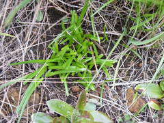 Tulbaghia leucantha