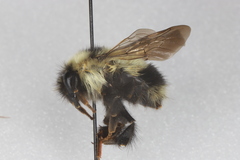Bombus sandersoni