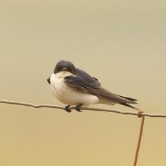 Hirundo dimidiata
