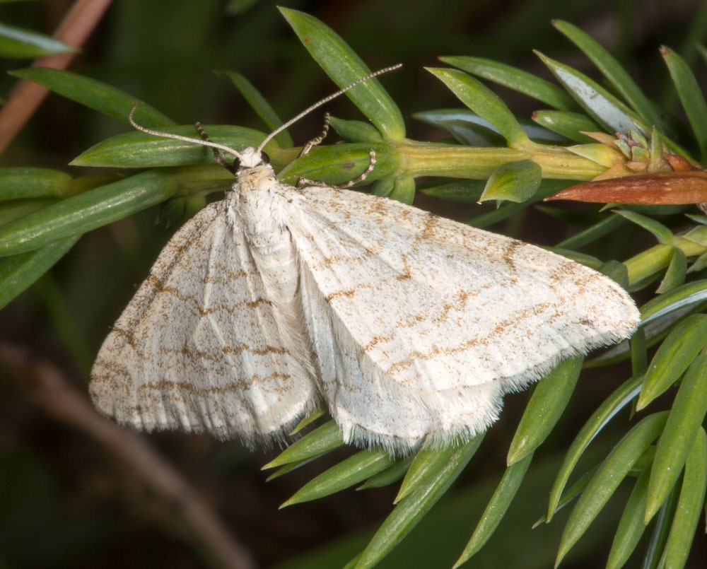 Mesotype verberata