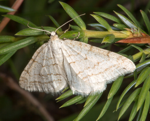 Perizoma verberata (Scopoli, 1763)