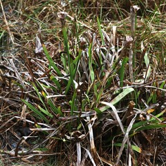 Sarracenia flava