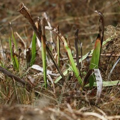 Sarracenia flava