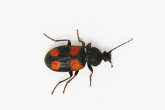 Panagaeus bipustulatus