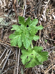 Heracleum maximum