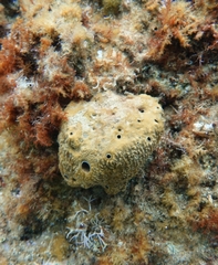 Irciniidae