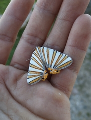 Pityeja histrionaria