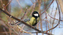 Parus major