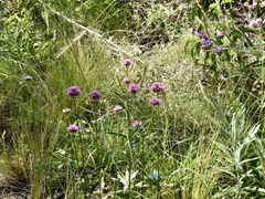 Gomphrena pulchella