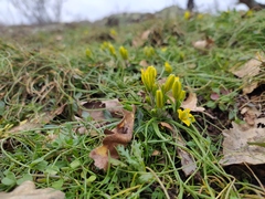 Gagea bohemica
