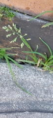 Poa annua