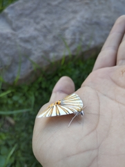 Pityeja histrionaria