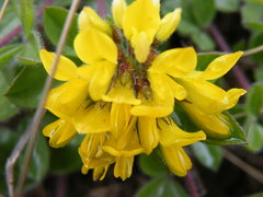 Leobordea corymbosa