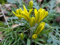 Gagea bohemica