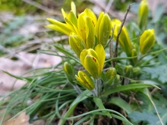 Gagea bohemica