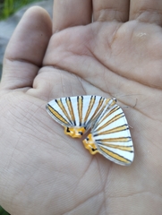 Pityeja histrionaria