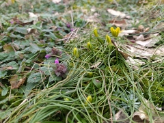 Gagea bohemica