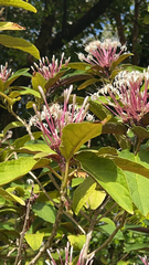 Clerodendrum quadriloculare