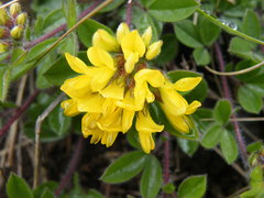 Leobordea corymbosa