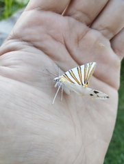 Pityeja histrionaria