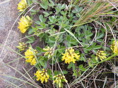 Leobordea corymbosa