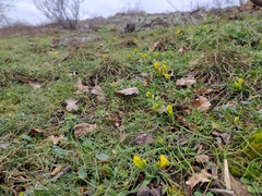 Gagea bohemica