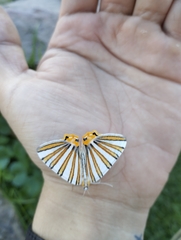 Pityeja histrionaria