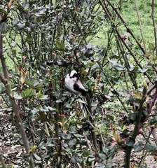 Aegithalos caudatus europaeus