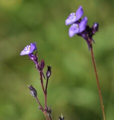 Linaria algarviana