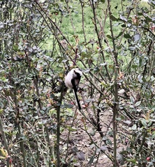 Aegithalos caudatus europaeus