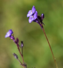 Linaria algarviana