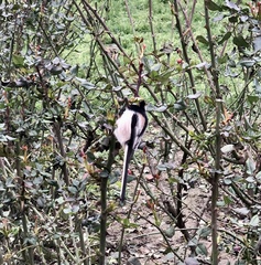 Aegithalos caudatus europaeus