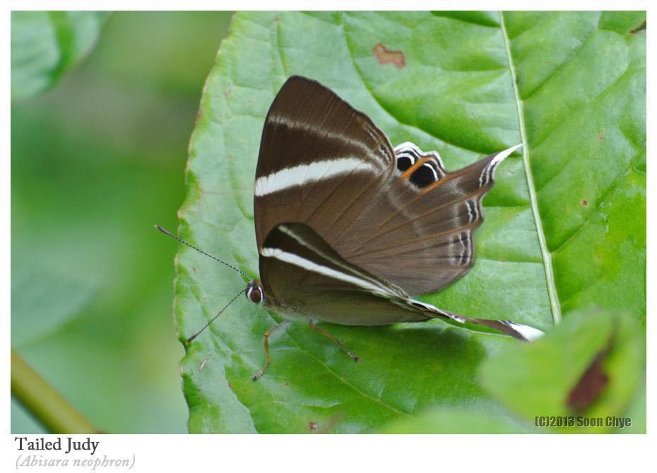 长尾褐蚬蝶 怒江常见生物 Inaturalist