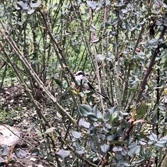 Aegithalos caudatus europaeus