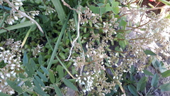 Sedum album