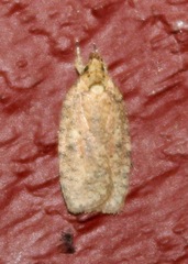 Agonopterix thelmae
