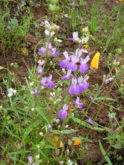 Collinsia concolor