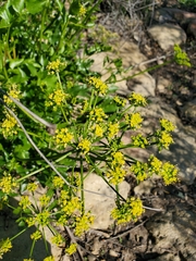 Tauschia